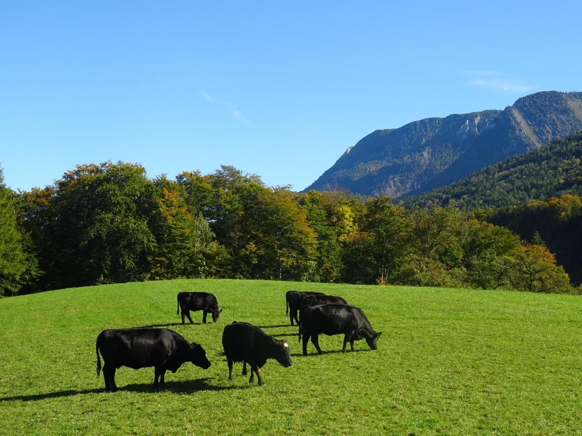 Bio Bauernhof Eggerhof Strobl Exterior foto